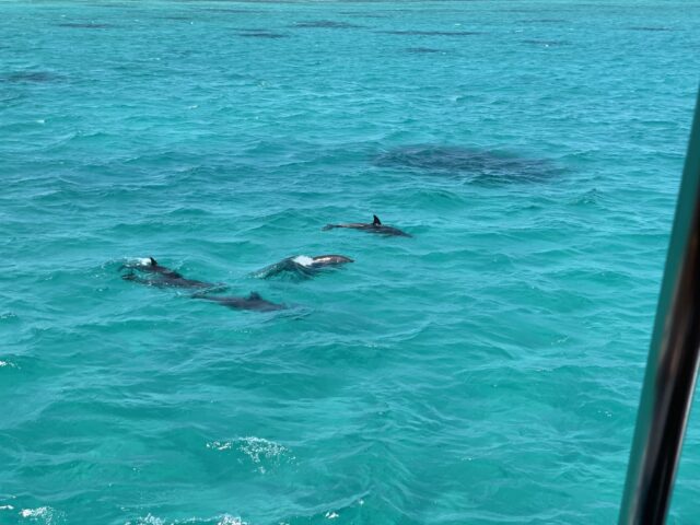 Dolphin Show Hurghada – Group Trip